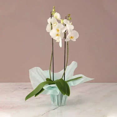 Serene Beauty, 2 Stem White Orchid, Green Wrap, Phalaenopsis Orchid Plant, Buy Serene Beauty Online